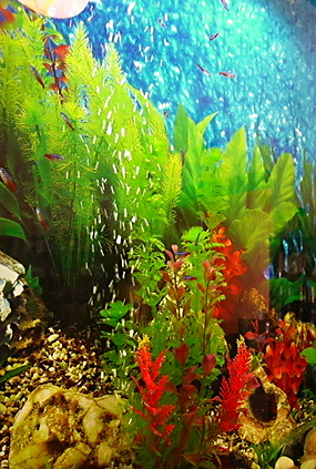 Aquarium Loung, Computerplätze